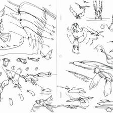 来自绘师セーガン，分享的关于鸟类的画法参考  ​​​​，喜欢可以参考插画图片壁纸