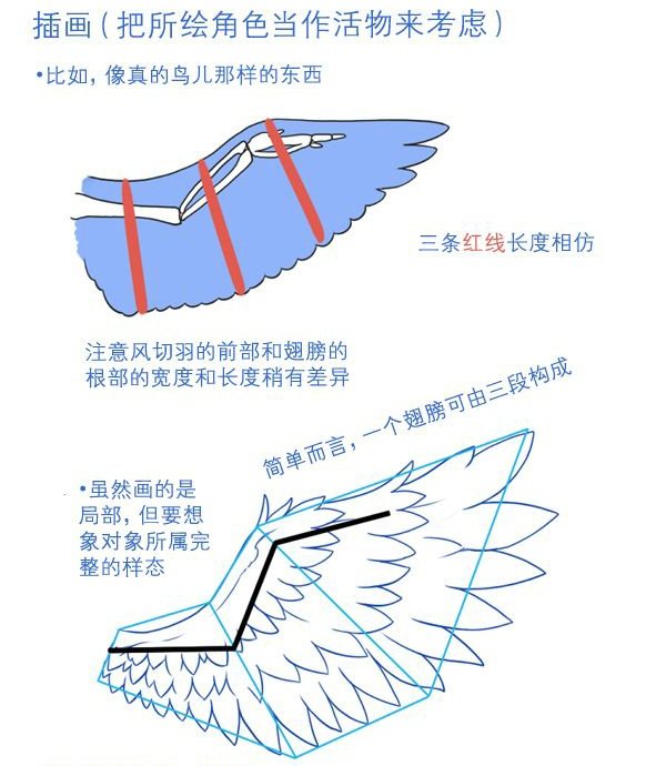 翅膀画法，画鸟类时候不用再找哟插画图片壁纸