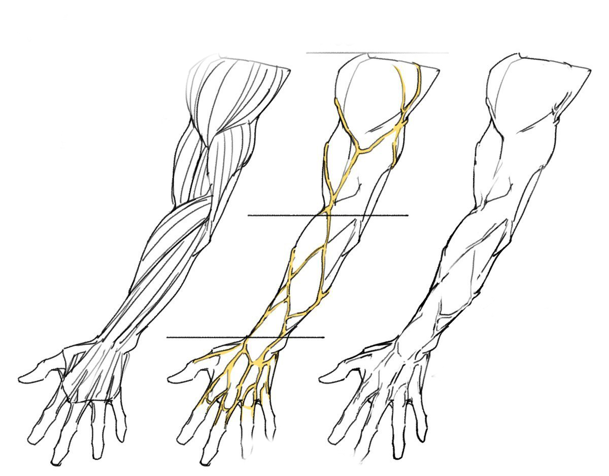 人体上肢手臂结构，学画画，画师타코작가 插画图片壁纸