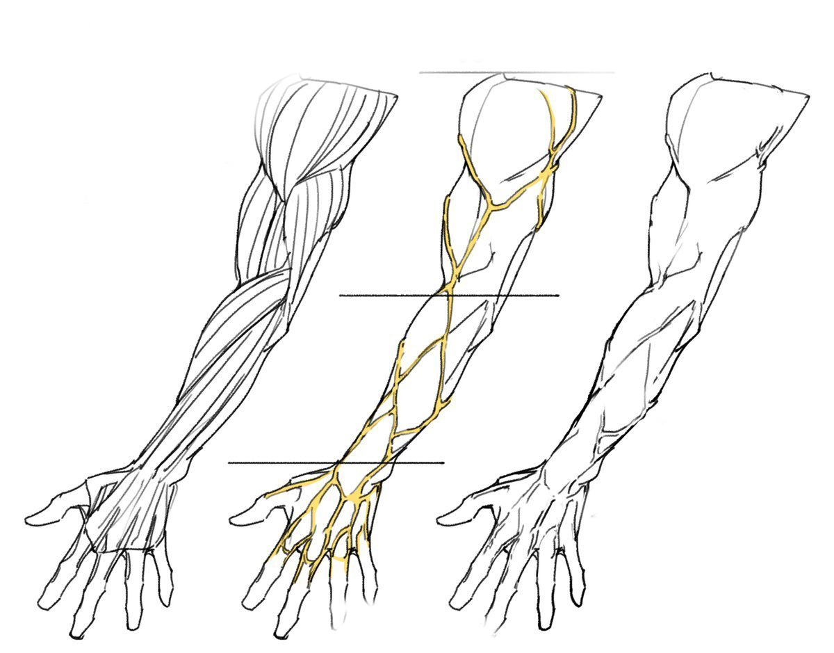 人體上肢手臂結構學畫畫畫師75