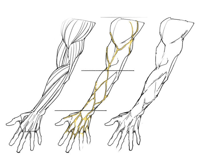 人体上肢手臂结构，学画画，画师타코작가 插画图片壁纸