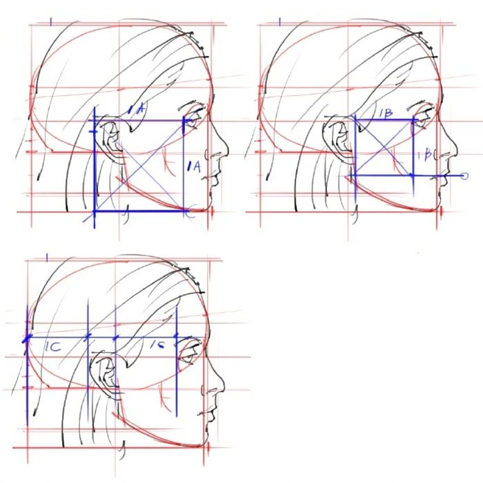 头部结构分析，比例细节要好好观察插画图片壁纸