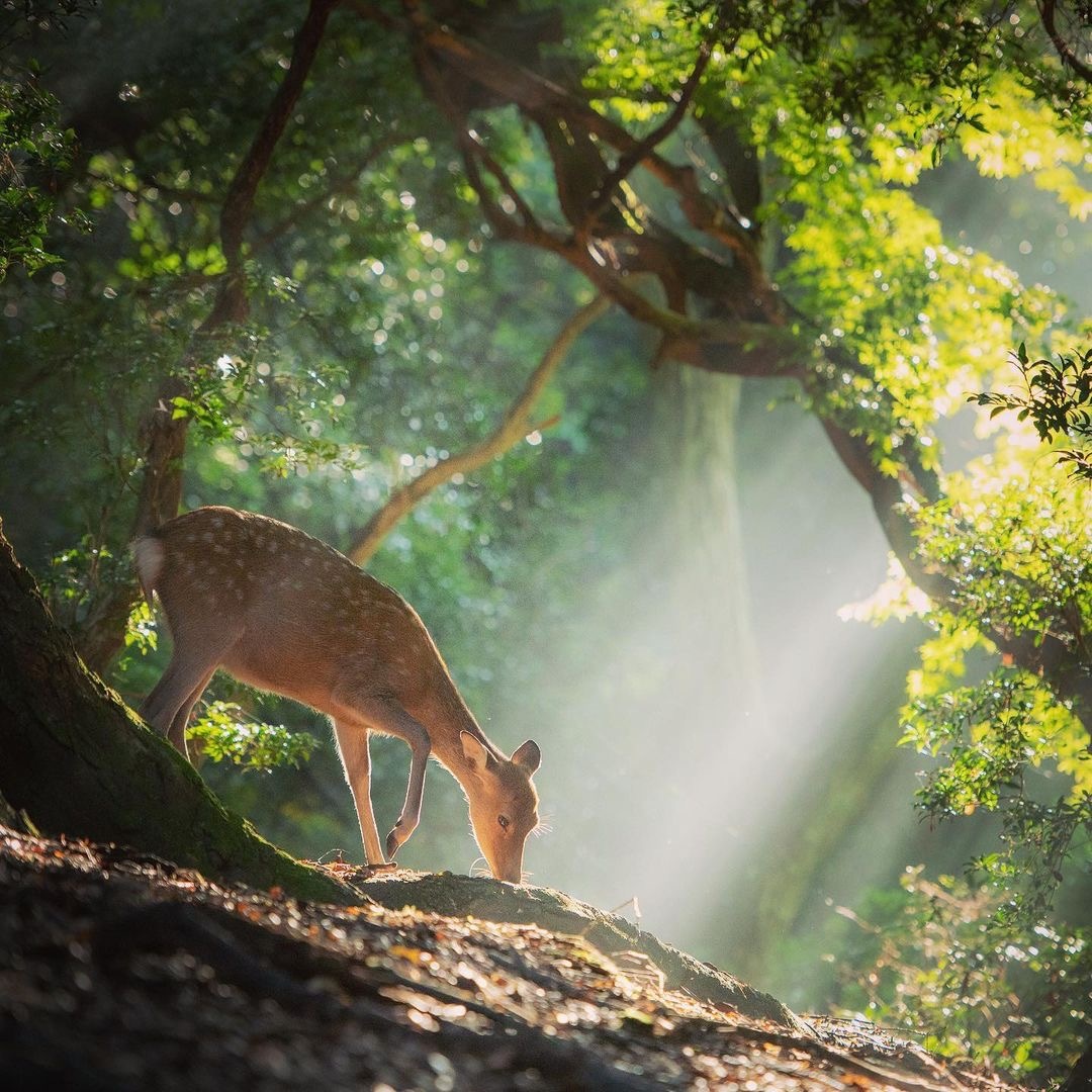 治愈林深时见鹿这光影太强了insymnaramislin