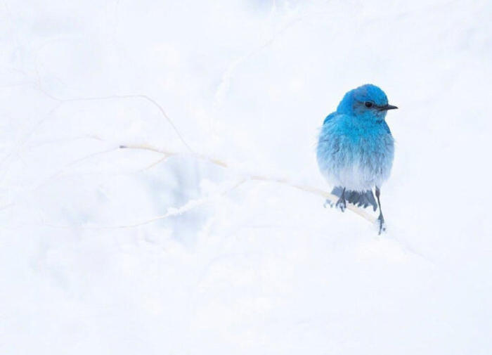 美丽的蓝色知更鸟，画来点缀一下挺不错，Isaac Spotts 插画图片壁纸