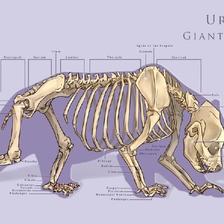 动物骨骼和肌肉插画图片壁纸