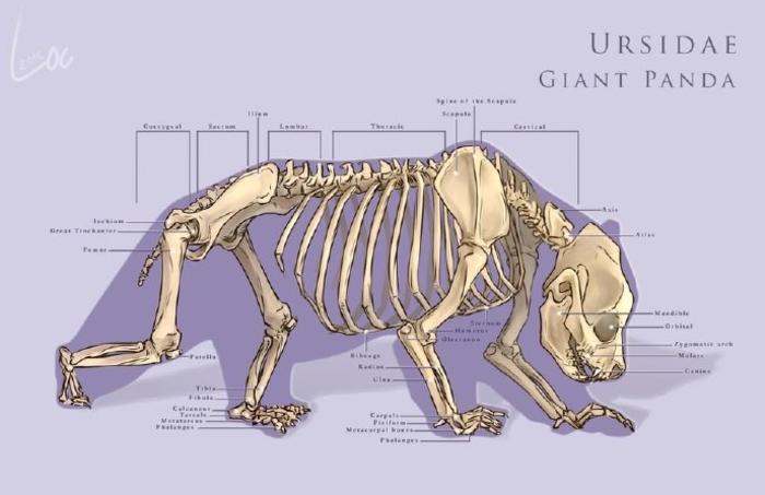 动物骨骼和肌肉插画图片壁纸