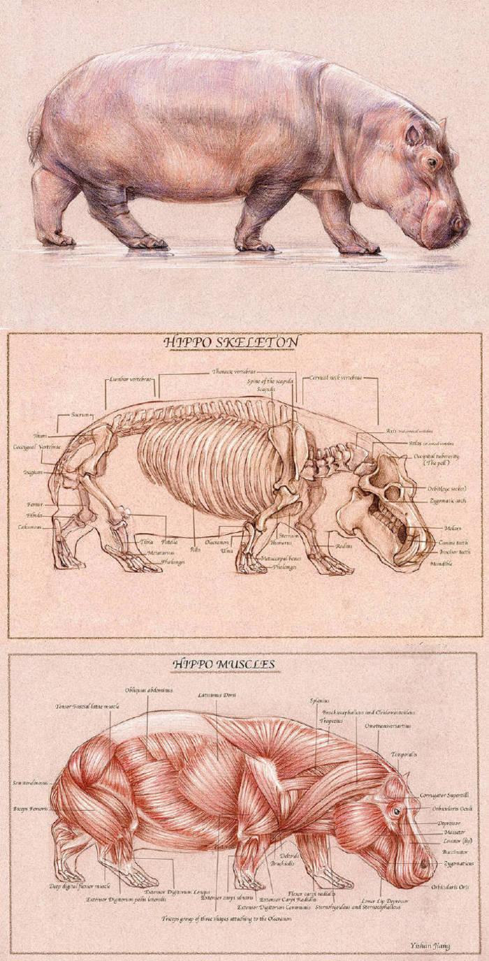 动物骨骼和肌肉插画图片壁纸