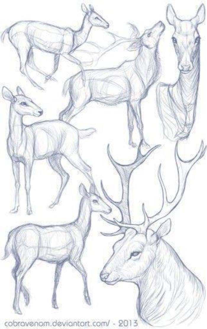 大鹿小鹿都有喔 各种鹿的参考插画图片壁纸