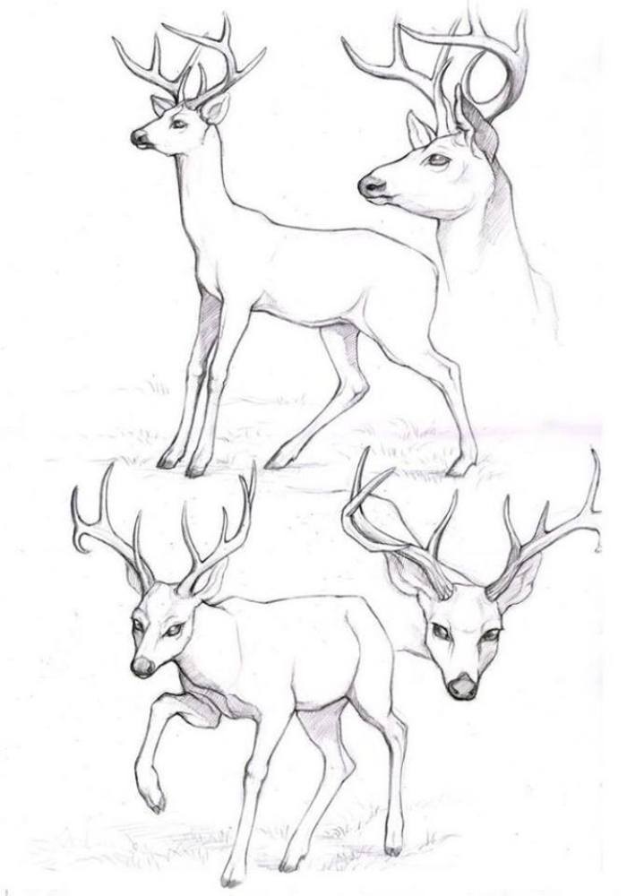 大鹿小鹿都有喔 各种鹿的参考插画图片壁纸