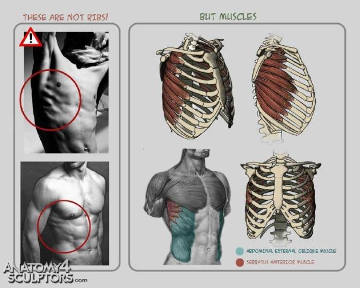 关于骨骼和肌肉的参考 插画图片壁纸