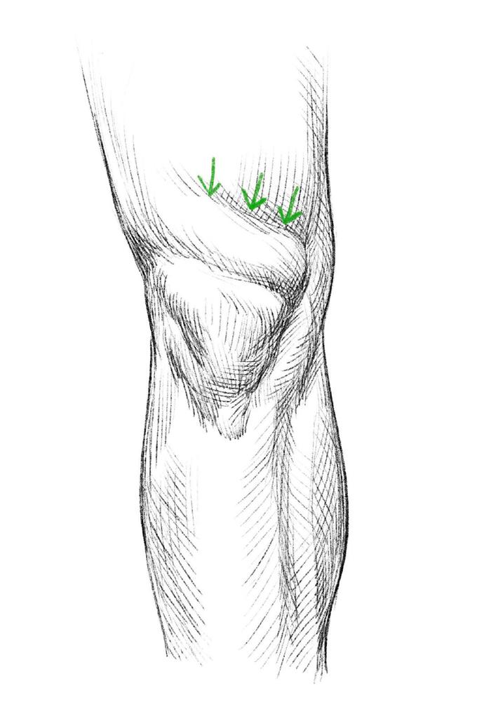 腿部、手臂人体结构学习，结构搞懂才能更好作画插画图片壁纸