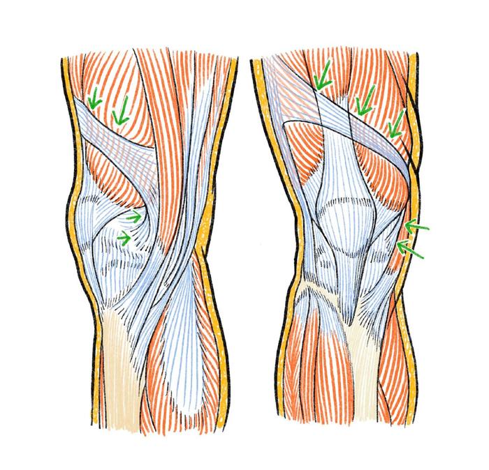 腿部、手臂人体结构学习，结构搞懂才能更好作画插画图片壁纸