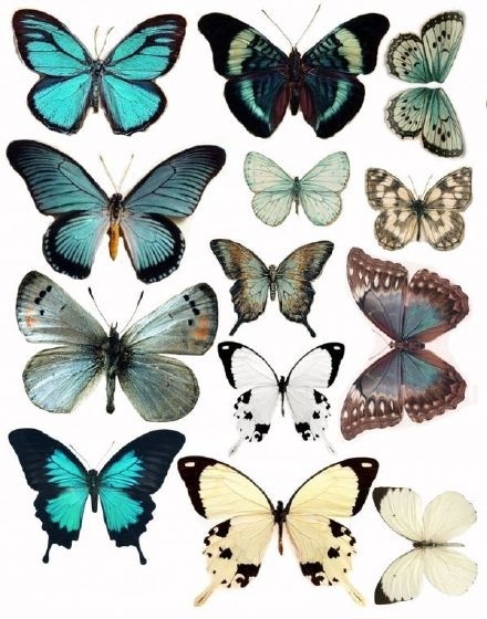 给大家分享一组漂亮的蝴蝶图谱，画蝴蝶就有灵感插画图片壁纸
