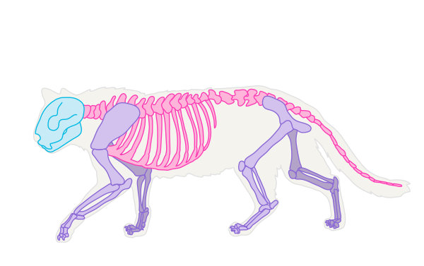 动物结构-猫的画法， 教程来自Monika Zagrobelna插画图片壁纸