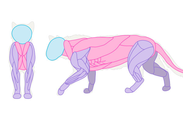 动物结构-猫的画法， 教程来自Monika Zagrobelna插画图片壁纸