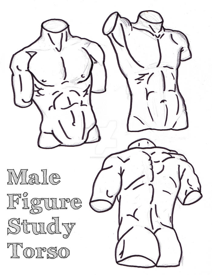 上半身肌肉结构参考，这些就能透彻理解了，￣●)插画图片壁纸