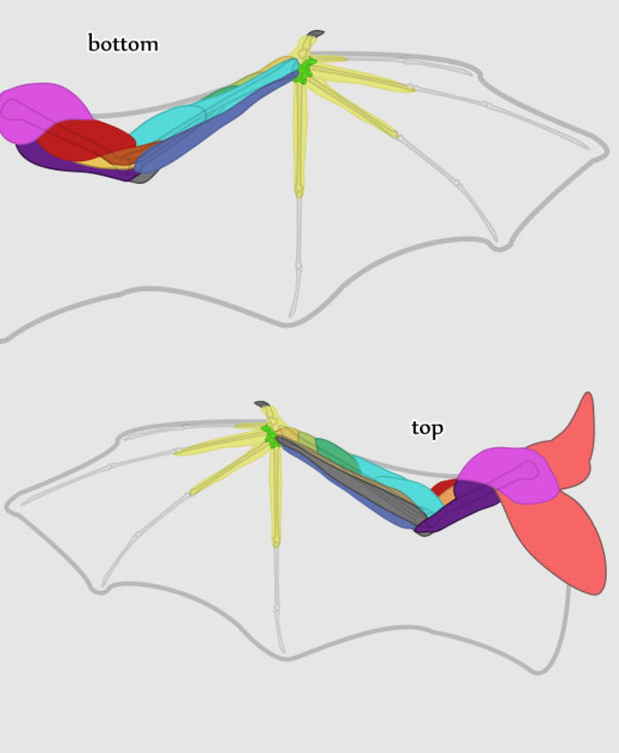 翅膀教程我们可以参考蝙蝠的翅膀画龙或是恶魔角色Monika Zagrobelna插画图片壁纸