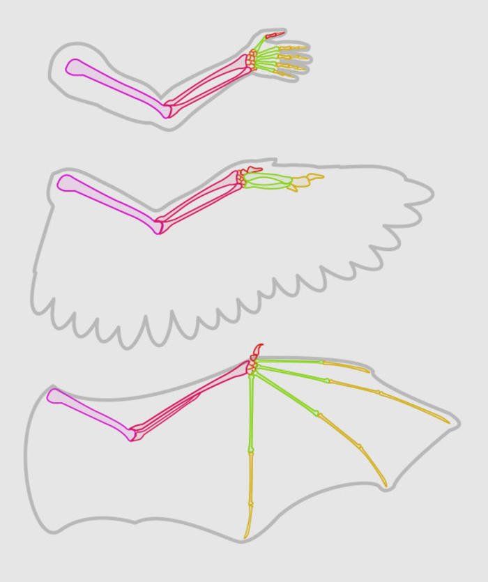 翅膀教程我们可以参考蝙蝠的翅膀画龙或是恶魔角色Monika Zagrobelna插画图片壁纸