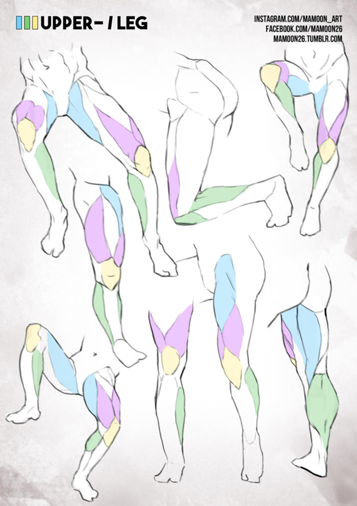 插画中人体各部位的肌肉怎么画， 参考这些就对了插画图片壁纸