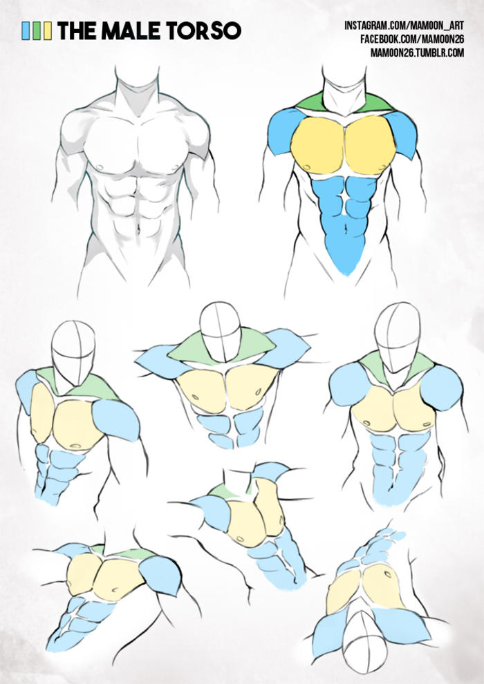 插画中人体各部位的肌肉怎么画， 参考这些就对了插画图片壁纸