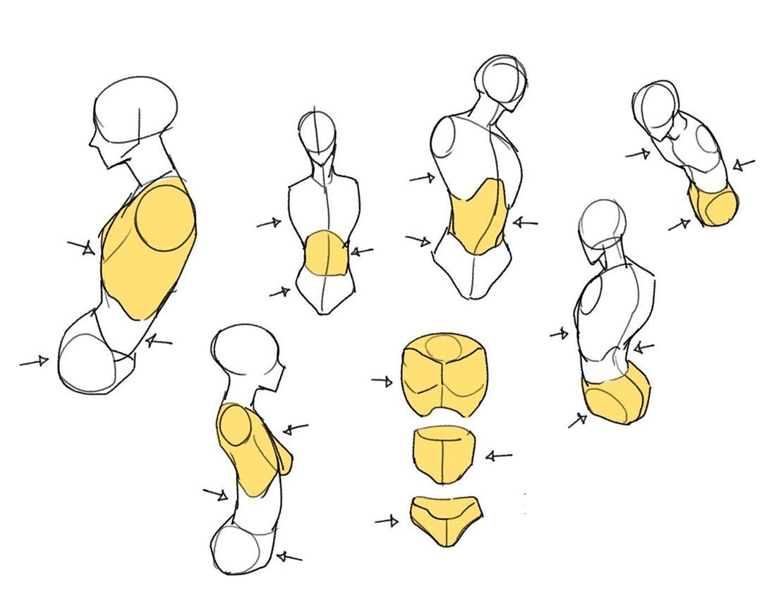 人体上半身绘画干货素材体块参考很不错哟