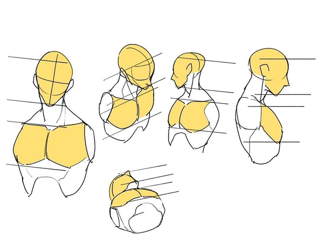人体上半身绘画干货素材体块参考很不错哟