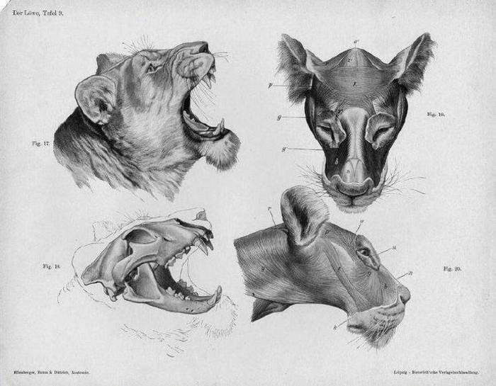动物结构 骨骼肌肉插画图片壁纸
