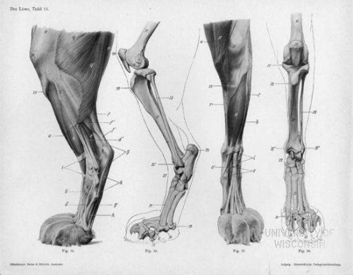 动物结构 骨骼肌肉插画图片壁纸
