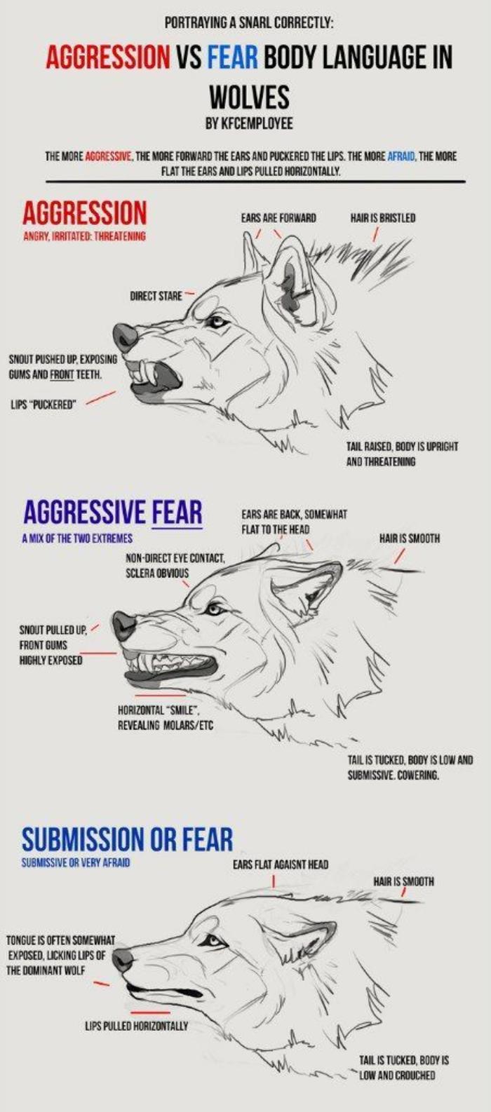动物结构-狼插画图片壁纸