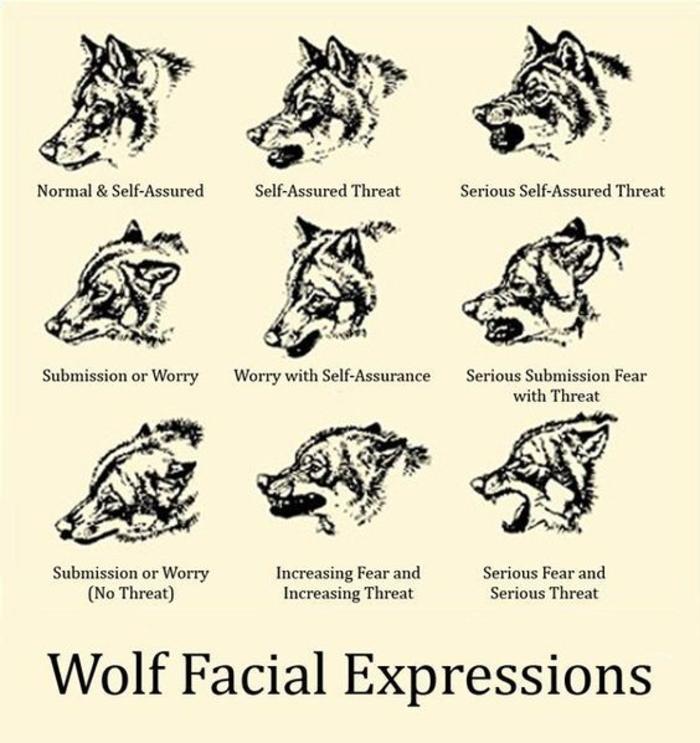 动物结构-狼插画图片壁纸