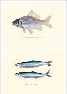 来当一条快活的咸鱼吧，一组鱼类绘画参考，连续两天吃鱼会不会不好插画图片壁纸