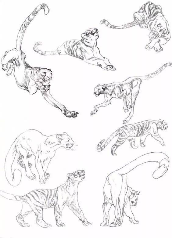 动物的形态刻画​​​​素材 ​​​插画图片壁纸