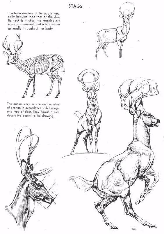 动物的形态刻画​​​​素材 ​​​插画图片壁纸