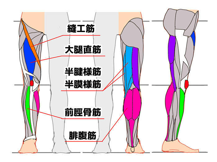 画腿和脚的肌肉结构解析，学画画 画师ゼロモモ 插画图片壁纸