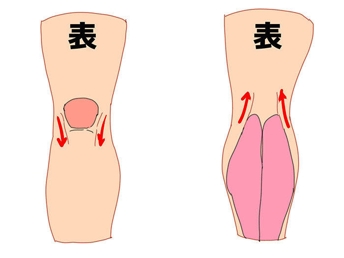 画腿和脚的肌肉结构解析，学画画 画师ゼロモモ 插画图片壁纸