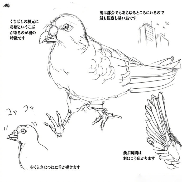关于鸟类的画法参考  ​​​​，绘师セーガン插画图片壁纸