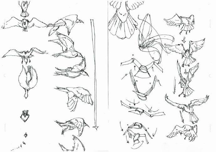 关于鸟类的画法参考  ​​​​，绘师セーガン插画图片壁纸