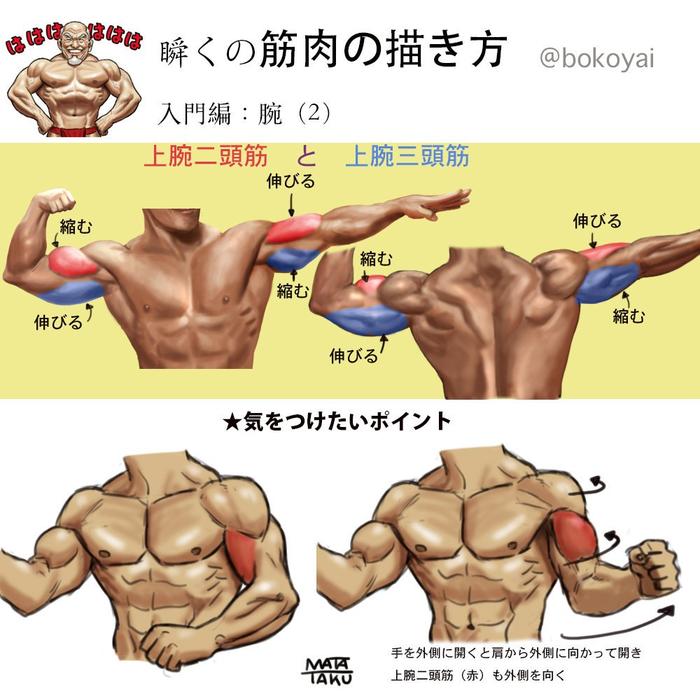 很棒的肌肉参考素材，非常清晰且详细插画图片壁纸