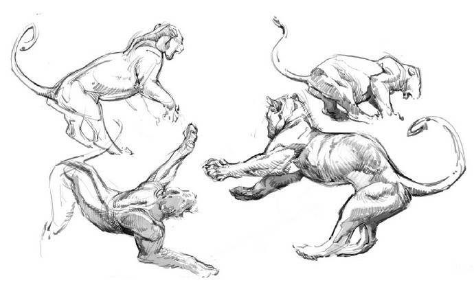一组动物绘画练习素材插画图片壁纸