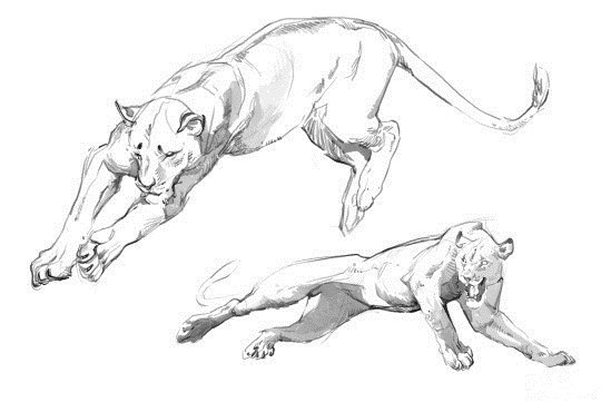 一组动物绘画练习素材插画图片壁纸
