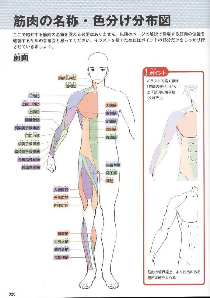 人體結構肌肉解析畫人物必學喲