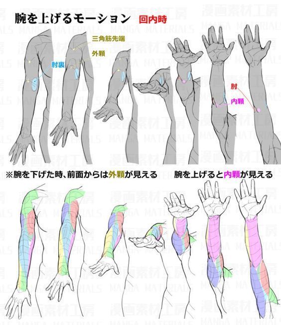 手臂的透视绘制参考学画画必备素材