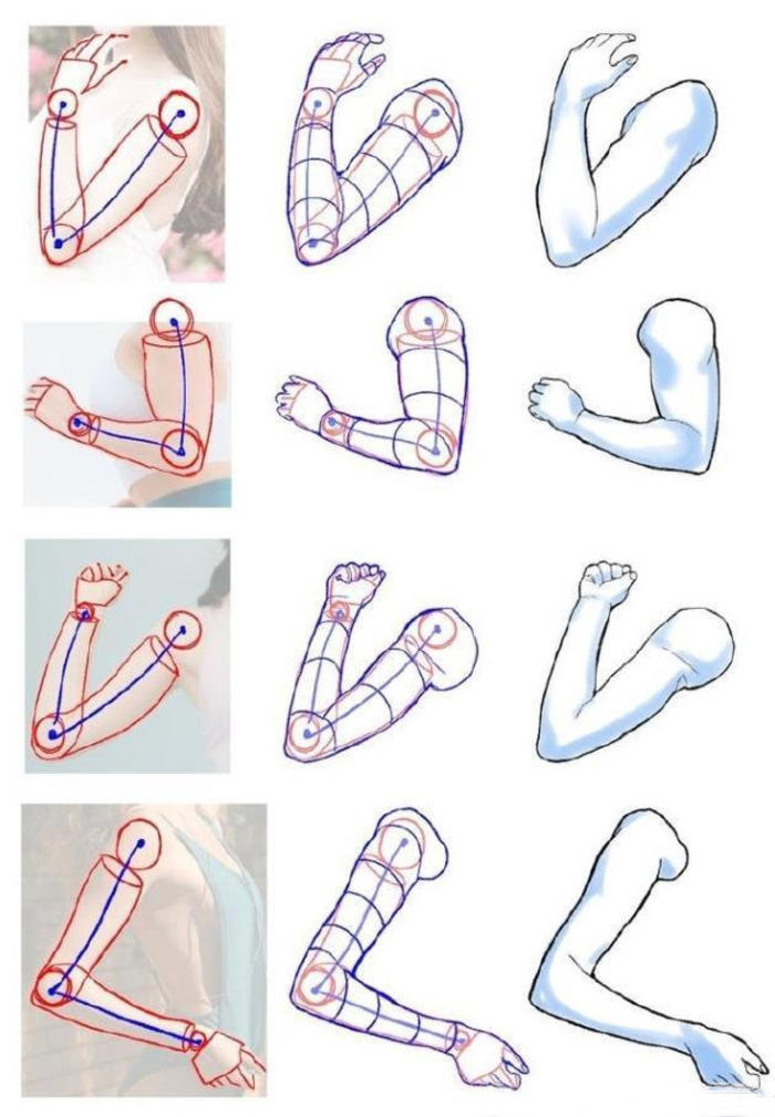 手臂和腿部的人体结构分析，干货码好咯 插画图片壁纸