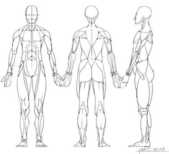 想要画好人体，人体的骨骼结构和肌肉分布，是必须要了解滴 插画图片壁纸