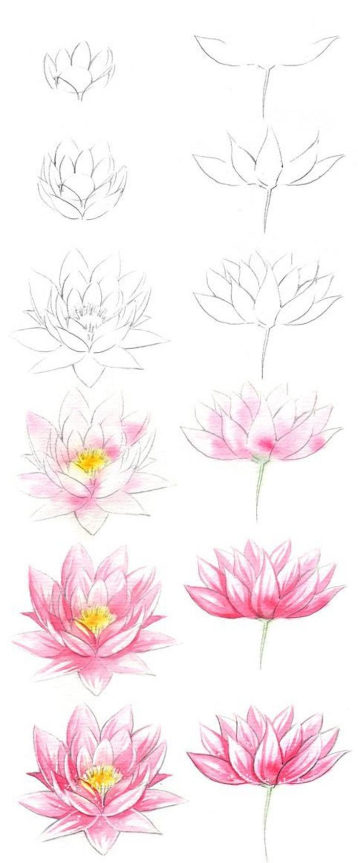 一组花卉的绘画过程  插画图片壁纸