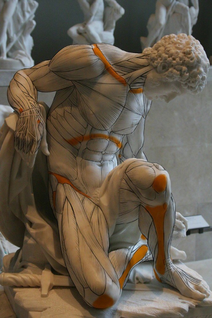 健美动作的肌肉是什么样的结构