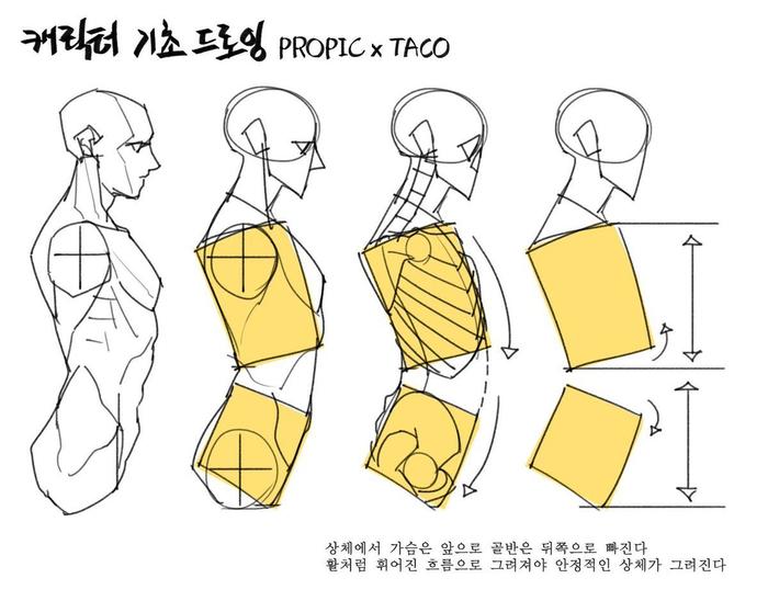 韩国画师타코작가 的躯干教程，体块参考很不错哟插画图片壁纸
