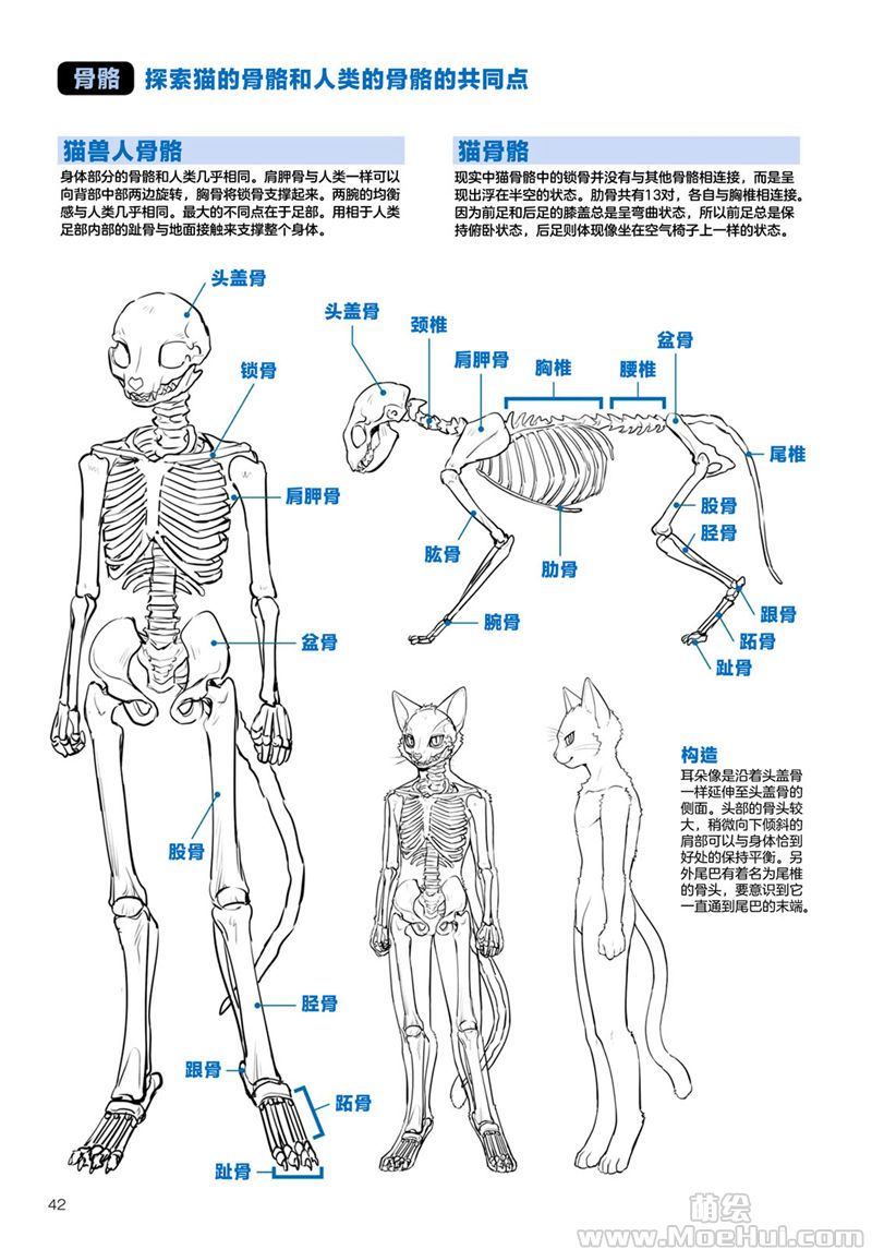 兽设动作 结构图图片