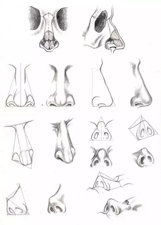 鼻子的解剖结构 向量例证. 插画 包括有 系统, 详细资料, 组织, 鼻鼻, 器官, 软骨, 骨头的, 说明 - 213894526