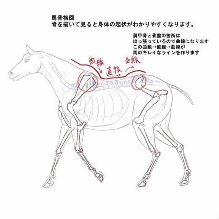 你会画马吗，现在来教你了 画匹马，一组马的画法教程 插画图片壁纸